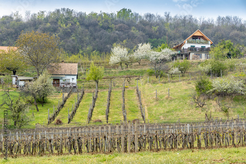 spring landscape with vineyrd in Szekszard region, Hungary photo