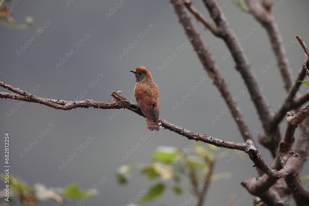 The violet cuckoo (Chrysococcyx xanthorhynchus) is a species of cuckoo in the family Cuculidae. This photo is female, taken in Java island. The violet cuckoo (Chrysococcyx xanthorhynchus) is a species of cuckoo in the family Cuculidae. This photo is female, taken in Java island.