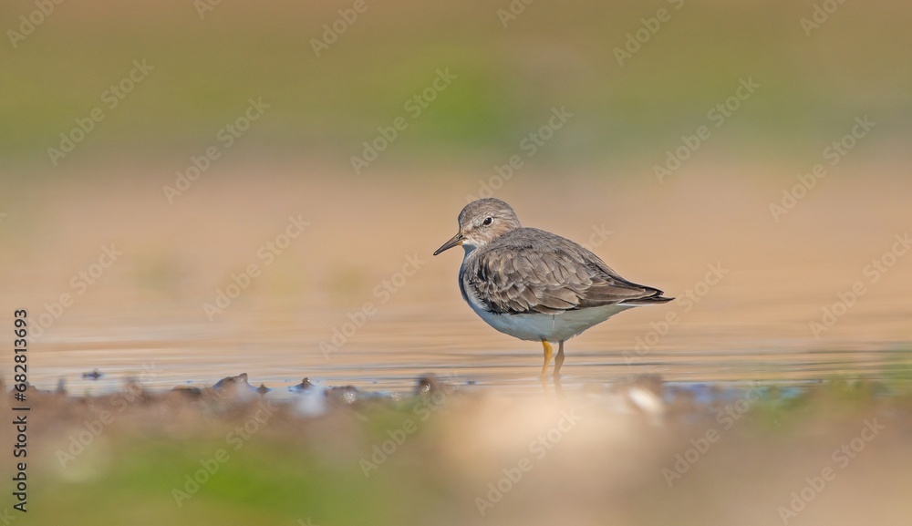 Temminck`s Stint (Calidris temminckii) is a wetland bird that lives in the northern parts of the European and Asian continents. It feeds in swampy areas. Temminck`s Stint (Calidris temminckii) is a wetland bird that lives in the northern parts of the European and Asian continents. It feeds in swampy areas.