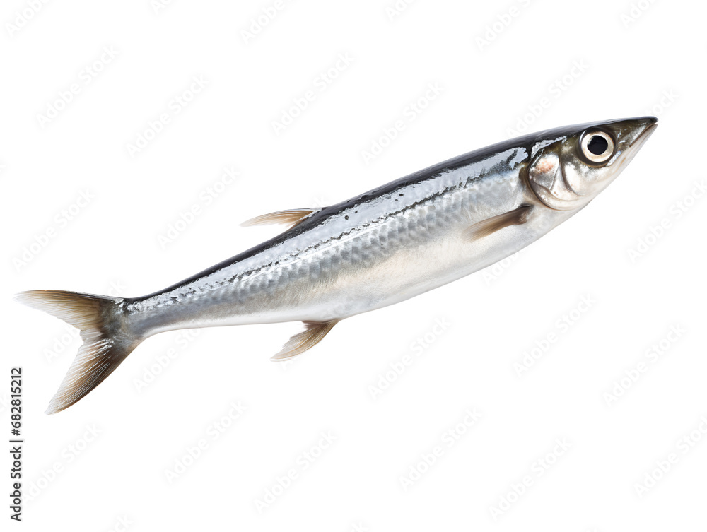 Anchovy - Seafood Choice, isolated on a transparent or white background Anchovy - Seafood Choice, isolated on a transparent or white background