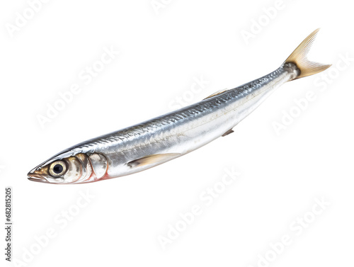 Anchovy - Seafood Choice, isolated on a transparent or white background