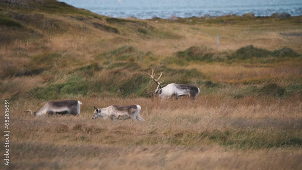 Reindeer herd grazing in grassy pasture on ocean coast in Iceland. Reindeer herd grazing in grassy pasture on ocean coast in Iceland.