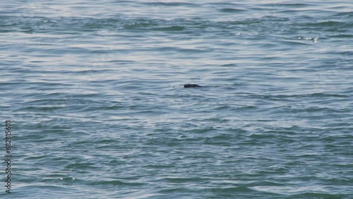 Wallpaper Mural Seal in sea with only its head above water, then diving underwater. Torontodigital.ca