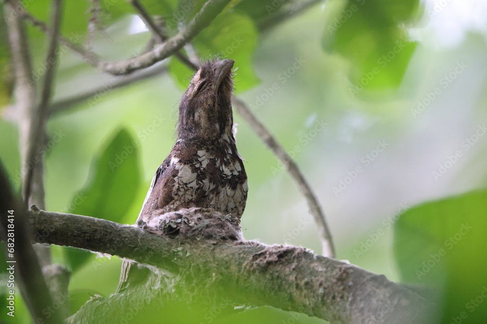 Javan Frogmouth (Batrachostomus javensis) , endemic to Java, where it is the only frogmouth. Javan Frogmouth (Batrachostomus javensis) , endemic to Java, where it is the only frogmouth.