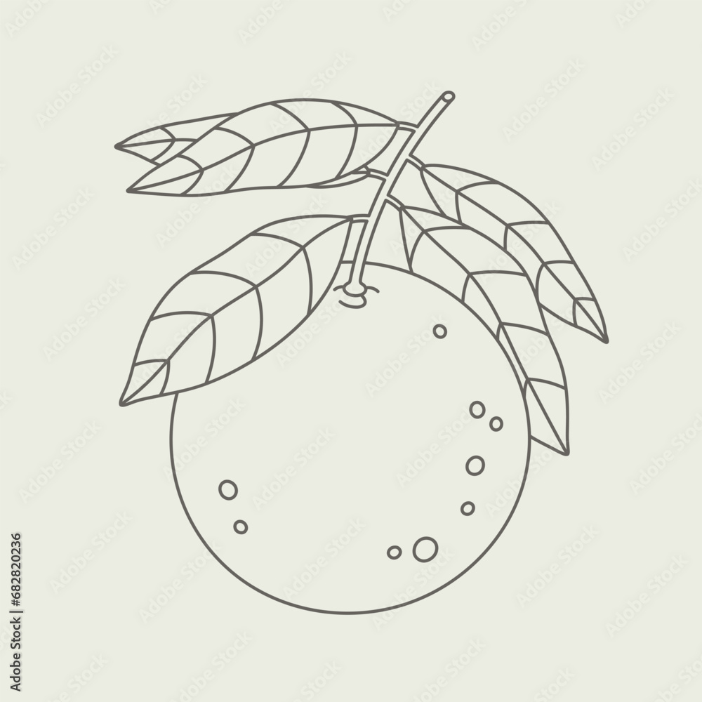Orange with leaves and piece of orange. Line art. Plants used in cosmetics. Orange with leaves and piece of orange. Line art. Plants used in cosmetics.