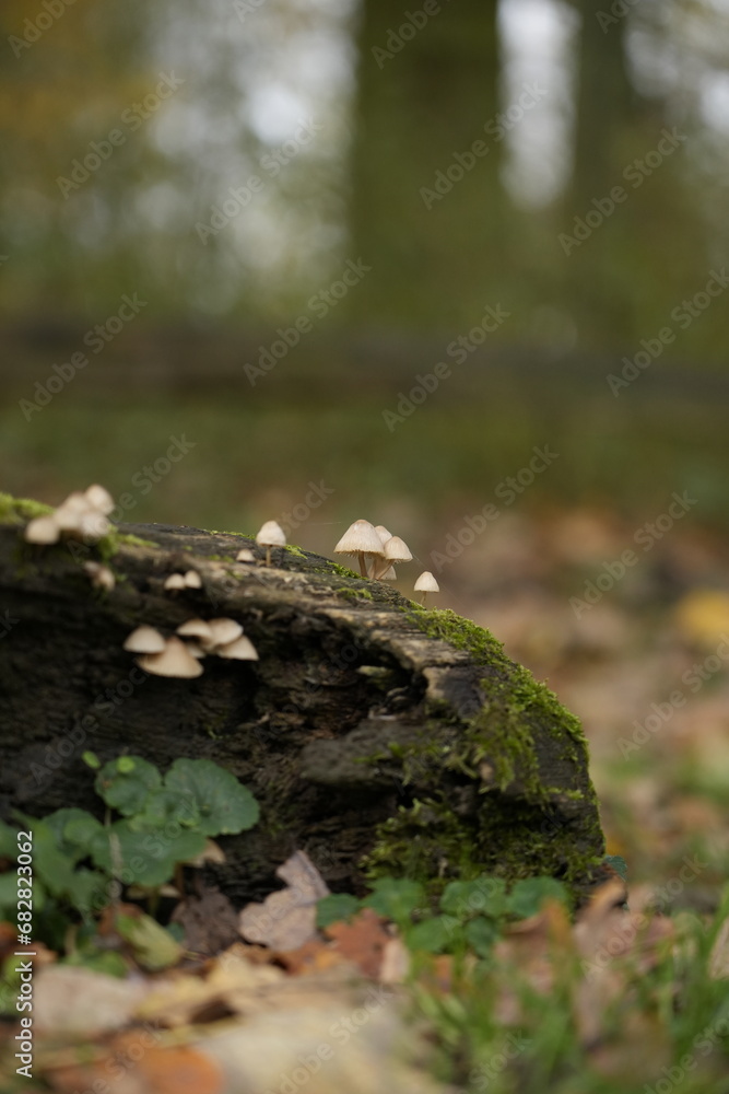 Macro shot of tiny mushrooms in a forest growing on a mossy tree Macro shot of tiny mushrooms in a forest growing on a mossy tree