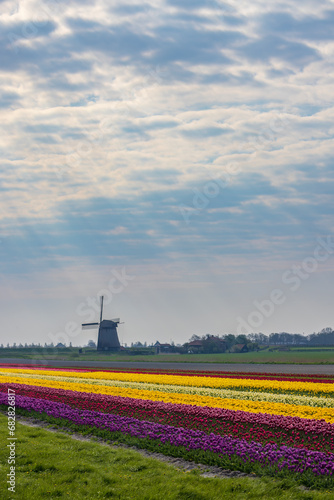 Field of tulips with Ondermolen windmill near Alkmaar, The Netherlands