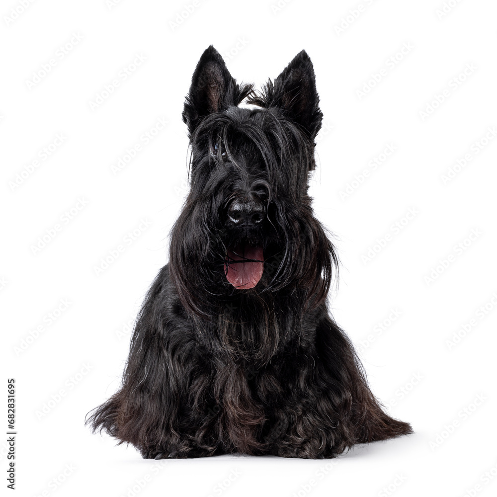 Cute adult solid black Scottish Terrier dog, sitting up facing front. Ears up, tongue out, and looking towards camera. One eye visible, one eye hiding behind bangs. Isolated on a white background.