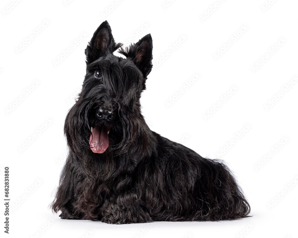 Cute adult solid black Scottish Terrier dog, laying down side ways. Ears eract, tongue out, and looking towards camera. One eye visible, one eye hiding behind bangs. Isolated on a white background.