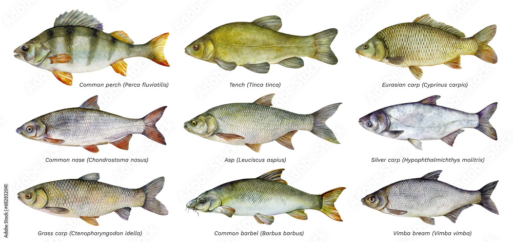 © Екатерина Роменская - Watercolor set of fish: Common perch, Tench, Eurasian carp, Common nase, Asp, Silver carp, Grass carp, Common barbel, Vimba bream. Hand drawn fish illustrations isolated on white background. © Екатерина Роменская - Watercolor set of fish: Common perch, Tench, Eurasian carp, Common nase, Asp, Silver carp, Grass carp, Common barbel, Vimba bream. Hand drawn fish illustrations isolated on white background.