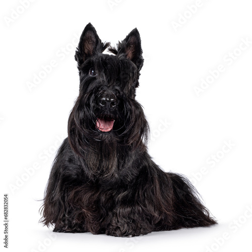 Cute adult solid black Scottish Terrier dog, sitting up side ways. Ears up, tongue out, and looking towards camera. One eye visible, one eye hiding behind bangs. Isolated on a white background.