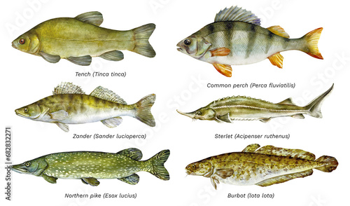 Watercolor set of fish: Tench, European perch, Zander, Sterlet, Northern pike, Burbot. Hand drawn fish illustration.