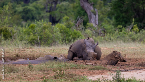 Billede på lærred white rhinos resting early morning
