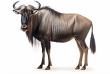 a wildebeest standing on a white surface