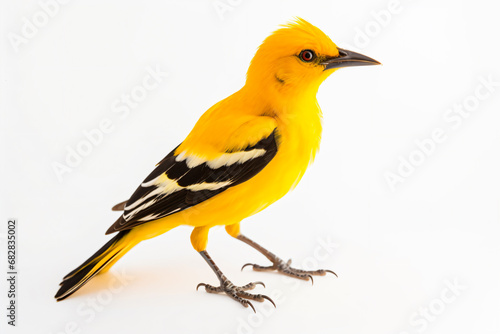 a yellow bird with black and white stripes