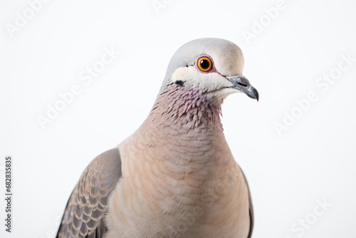 a pigeon with a white head and a red eye © illustrativeinfinity