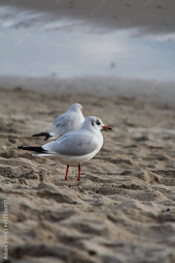 Obraz premium Seagull on a beach walking on sand