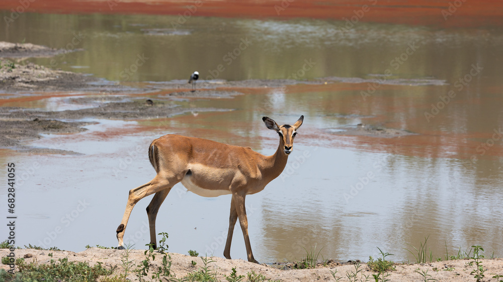 Impala ewe at a waterhole with red algae Impala ewe at a waterhole with red algae
