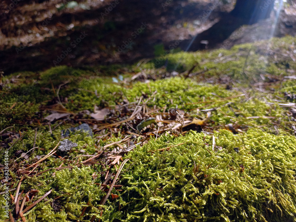 Green moss with red pine needles under the bright sun Green moss with red pine needles under the bright sun