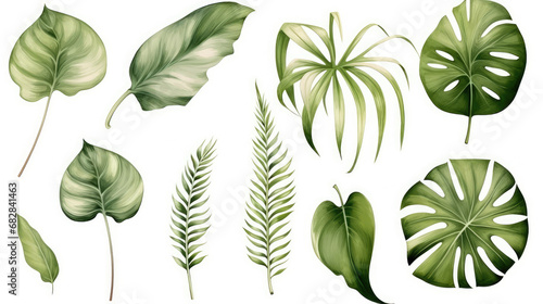  Collection of watercolor wild tropical leaves hand-drawn. Jungle plant leaves isolated on white background. Monstera  banana  palm leaf. Watercolor botanical illustration. -