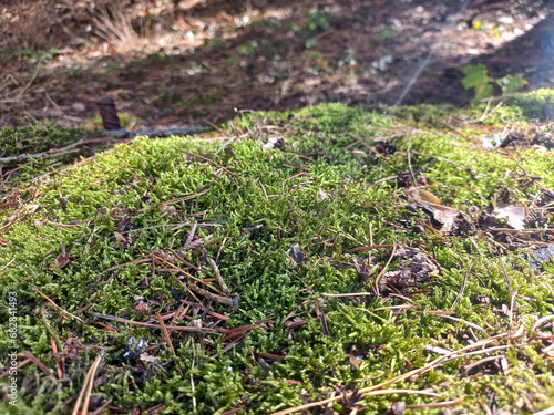 Green moss with red pine needles under the bright sun