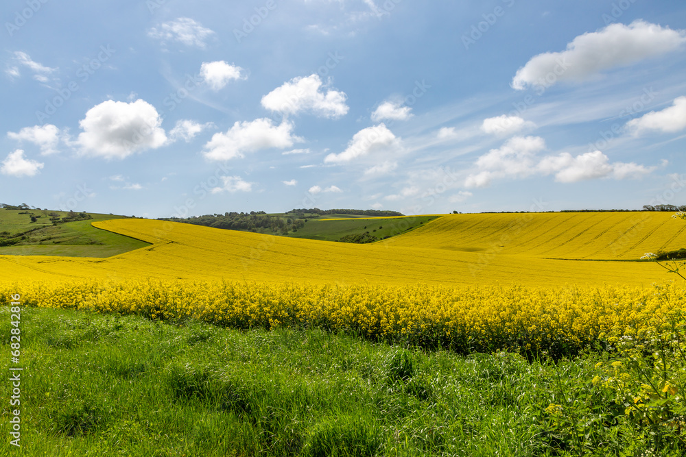 Vibrant yellow rapeseed crops in the South Downs, on a sunny spring day