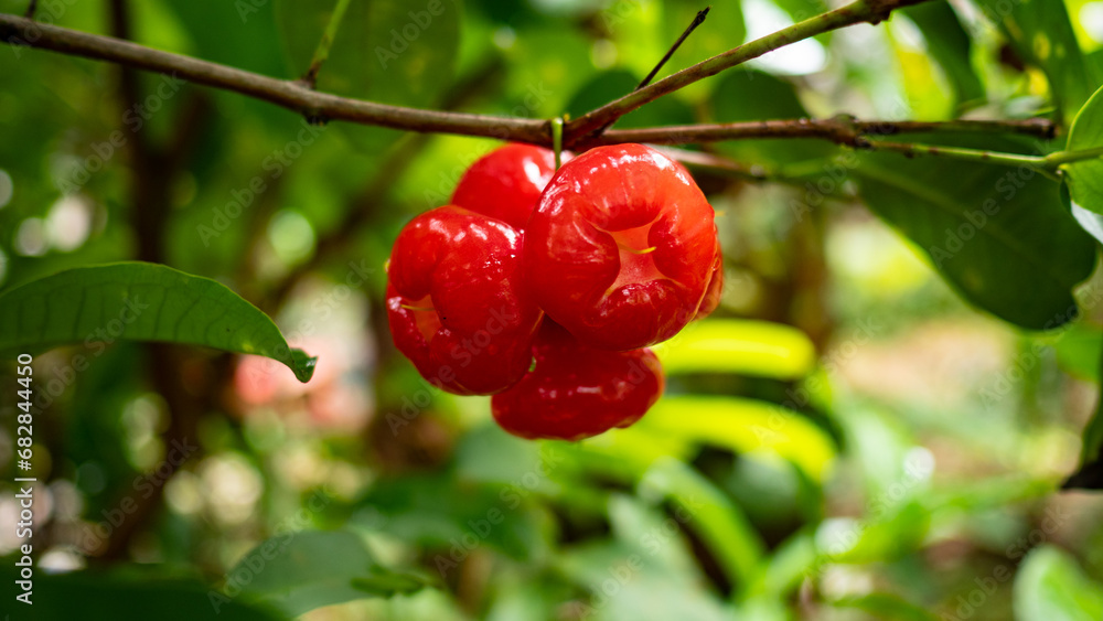 Obraz premium Red rose apple