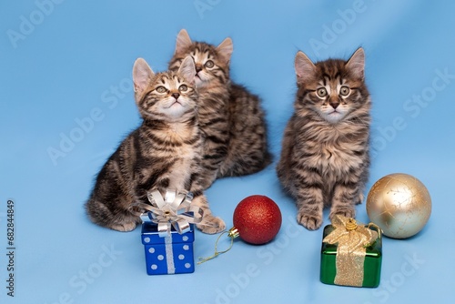funny,  kittens,  with Christmas toys, some cute British kittens playing on a blue background, funny kittens celebrating the new year