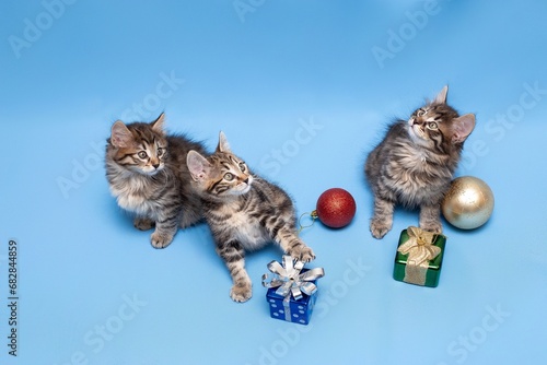 funny,  kittens,  with Christmas toys, some cute British kittens playing on a blue background, funny kittens celebrating the new year