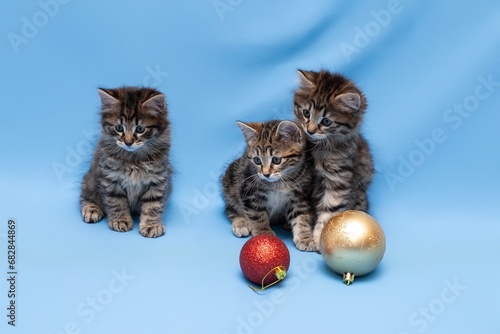 funny,  kittens,  with Christmas toys, some cute British kittens playing on a blue background, funny kittens celebrating the new year