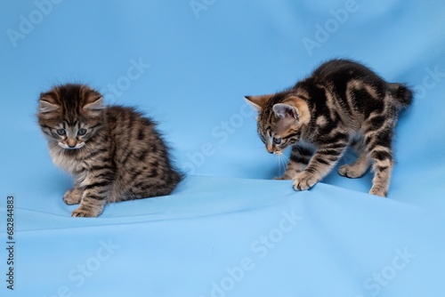 funny,  kittens,  with Christmas toys, some cute British kittens playing on a blue background, funny kittens celebrating the new year