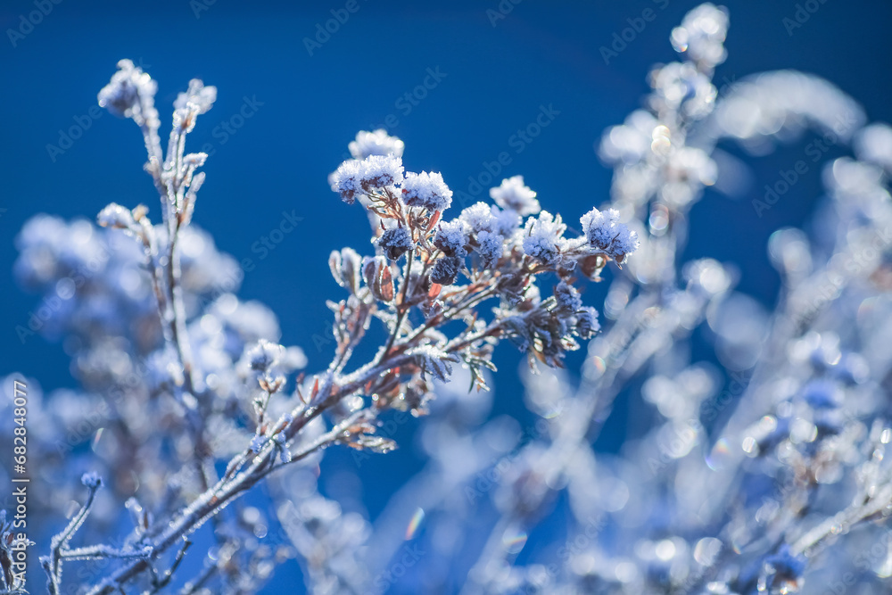 Frost on the plants in the autumn Frost on the plants in the autumn
