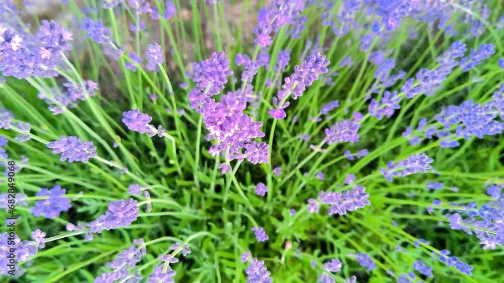 Blooming purple lavender flowers in green leaves in golden hour in the summer garden. Provence landscape, top view. Aroma natural flowers with light breeze swaying around. Vertical 4k footage Blooming purple lavender flowers in green leaves in golden hour in the summer garden. Provence landscape, top view. Aroma natural flowers with light breeze swaying around. Vertical 4k footage