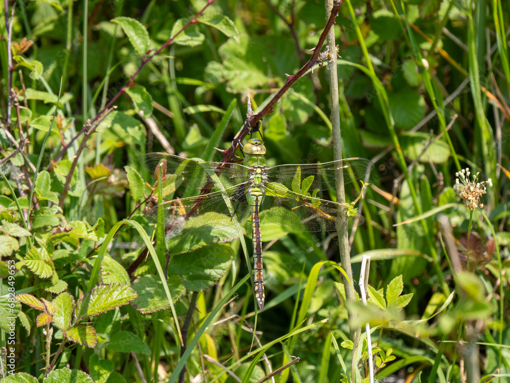 Fototapeta premium Emperor Dragonfly Resting on a Bramble