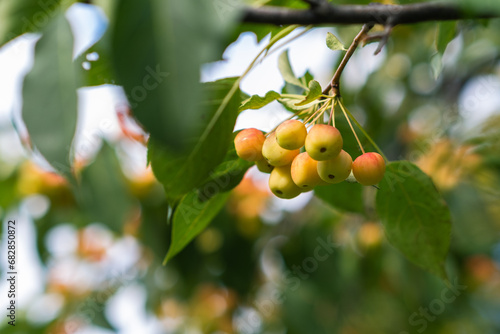 Many small red apples on the branches apple tree, sunny day, autumna lot of small red apples on a branch of an apple tree, autumn sunny day. Ripe yellow and orange ranetki on a branch. Autumn harvest