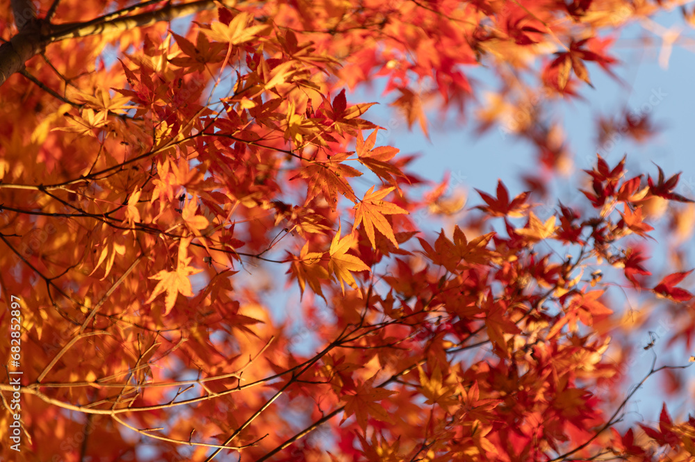 モミジの紅葉 モミジの紅葉