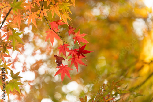 モミジの紅葉