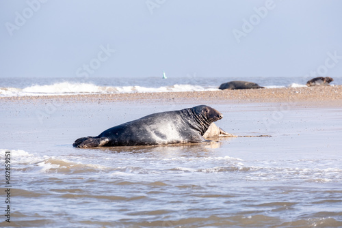 Grey seals on a beach