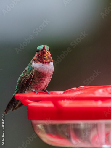  Broad-tailed hummingbird