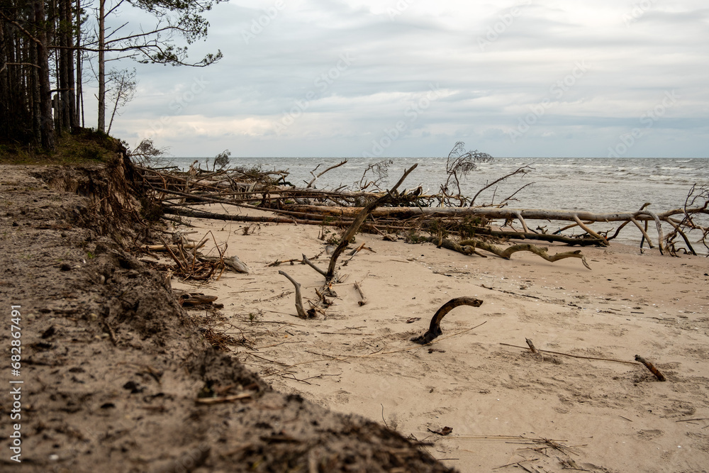 Shoreline Stories: Fallen Trees Etch a Tale of Nature's Strength Against the Backdrop of the Sea's Infinity