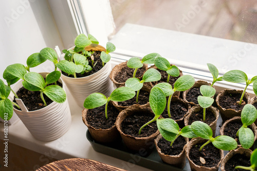 Rows of zucchini seedlings in peat pots on a windowsill at home, top view, selective focus. photo