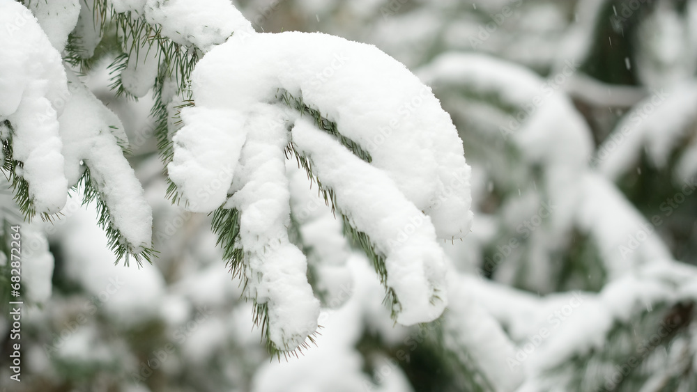 Snow falling down. Pine branches in the snow