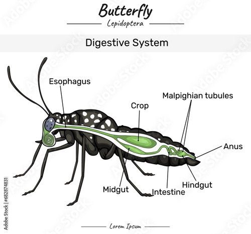 Butterfly Digestive system with insect body