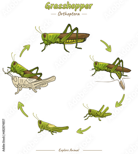 Life cycle of Grasshopper template