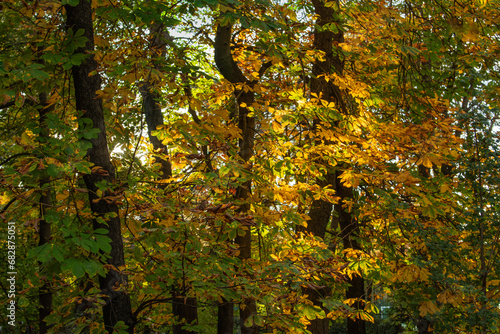 Madrid, Spain, Nov 18, 2023, Buen Retiro famous park , Tree leaves in autumn sunshine, High quality photo