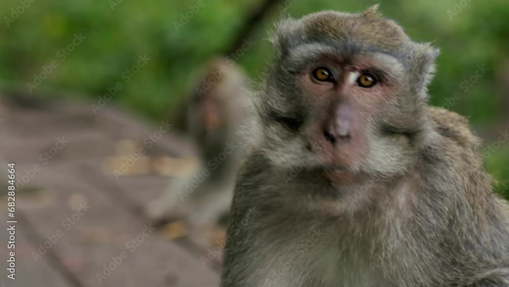 A wild macaque monkey eating a banana in north of Bali, Indonesia. A wild macaque monkey eating a banana in north of Bali, Indonesia.