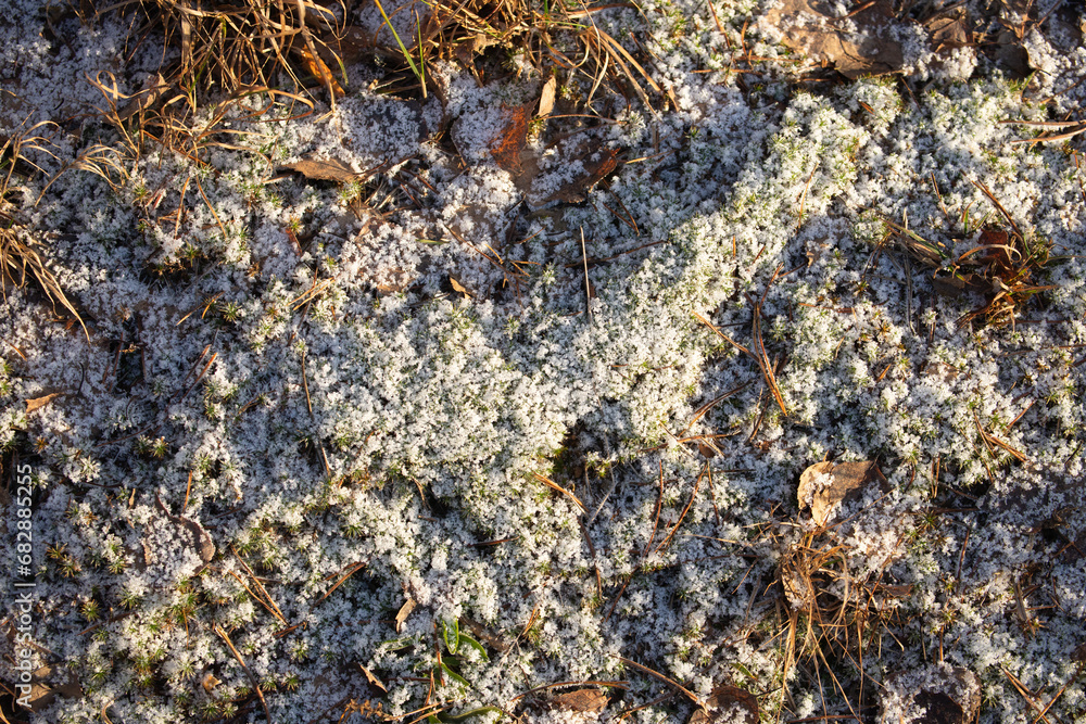 Green grass covered with first snow. Green grass covered with first snow.
