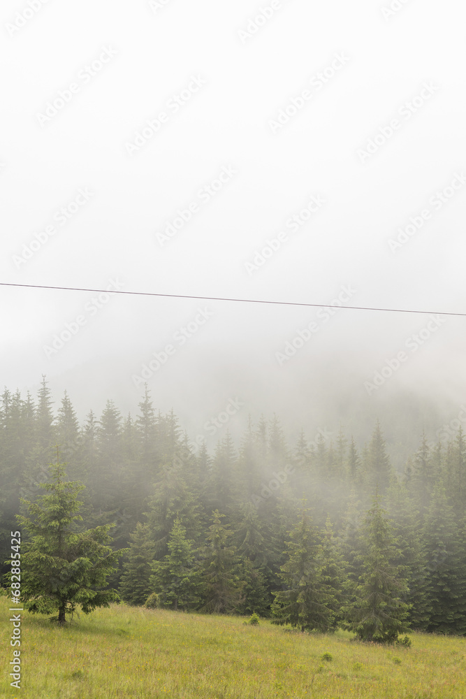 Fototapeta premium Carpatian mountains fog and mist at the pine forest 