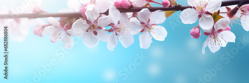 Beautiful spring border  blooming cherry blossoms on a blue background. Beautiful bokeh. Space for text