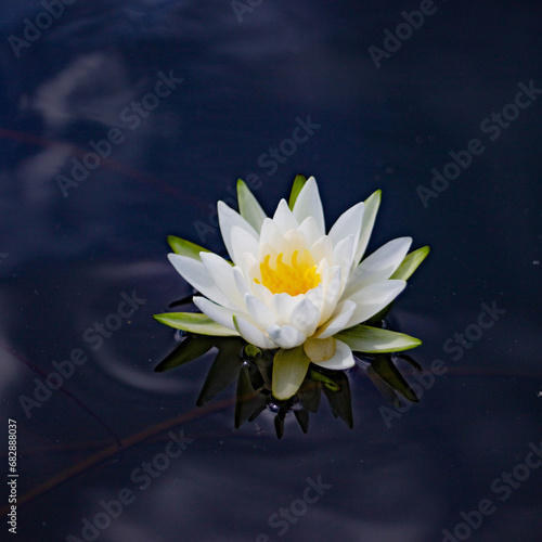 white water lily